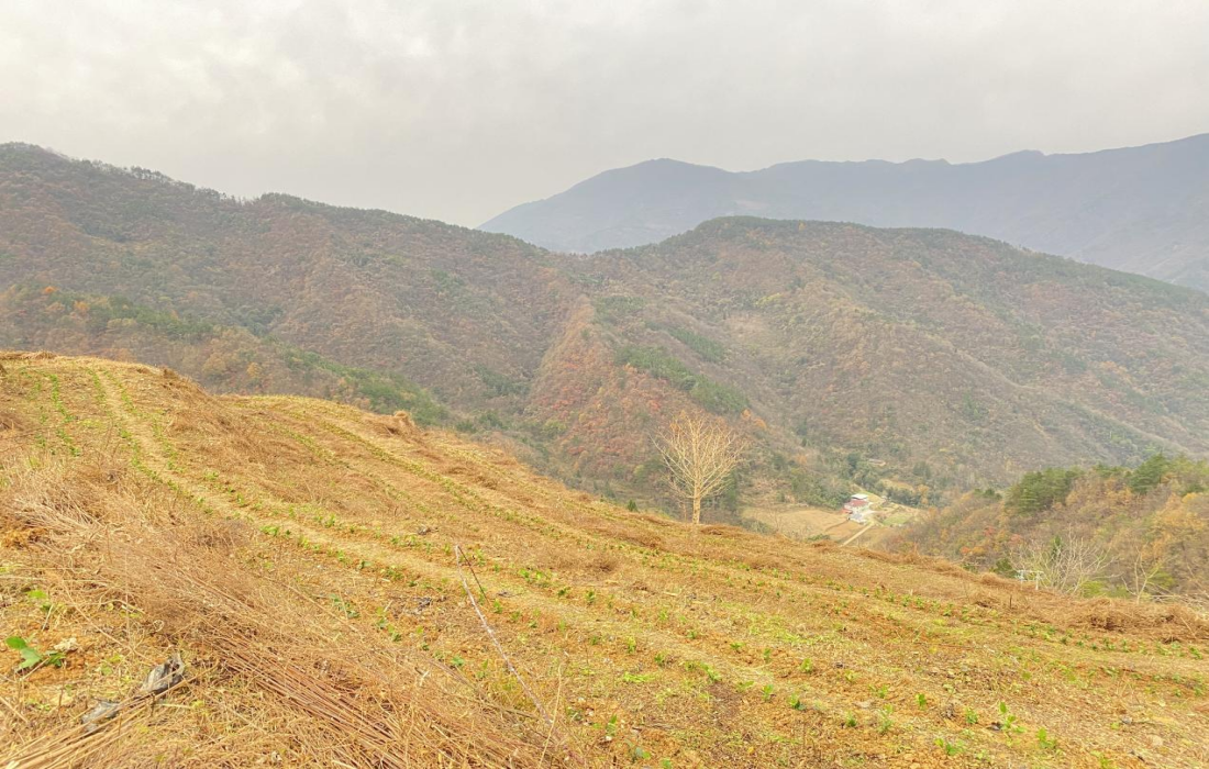 绿叶凝晨露 荒山披新衣——百亩茶园托起二堂村振兴新希望3.png 绿叶凝晨露 荒山披新衣——百亩茶园托起二堂村振兴新希望3.png