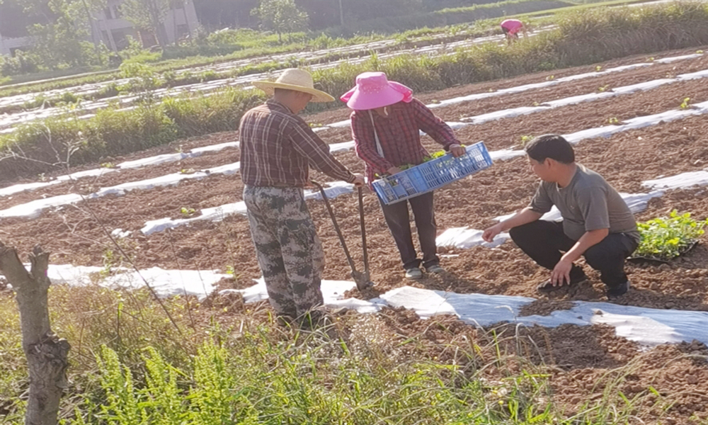 现场种植照片2 (2).jpg